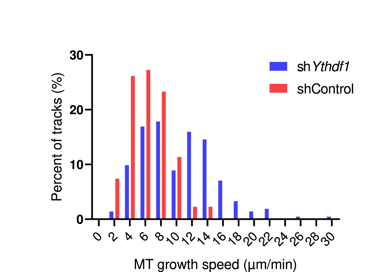 Open access visualization of Bar Plot, Clustered, Histogram, Microtubule Growth Speed, shControl