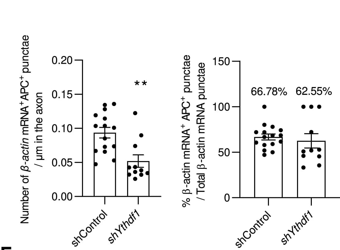 Open access visualization of Bar Plot, Scatter Plot, Error Bars, Beta-Actin mRNA, APC