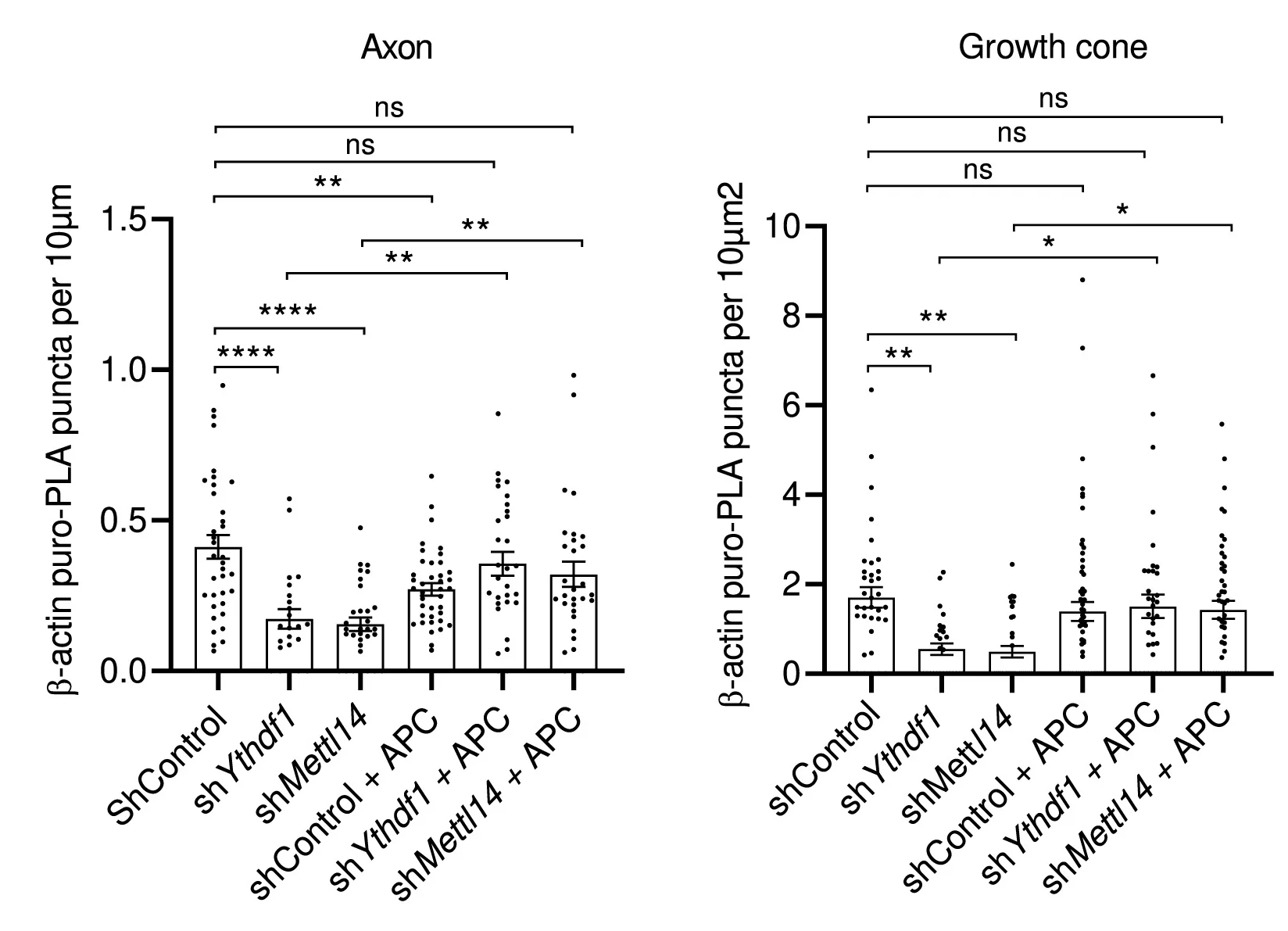 Open access visualization of Bar Plot, Error Bars, Scatter Plot, Beta-Actin, Puro-PLA Puncta