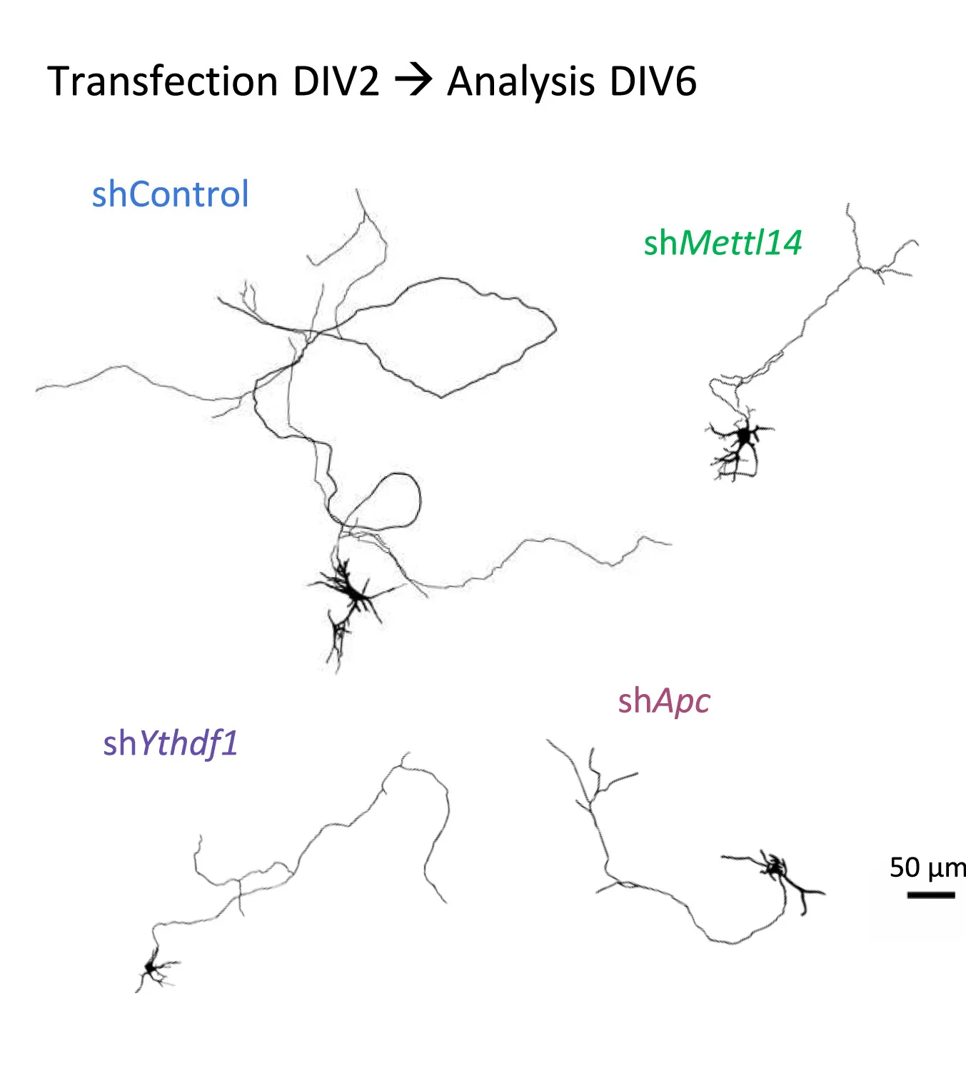 Open access visualization of Microscopy, Neurons, shControl, shYthdf1, shMettl14