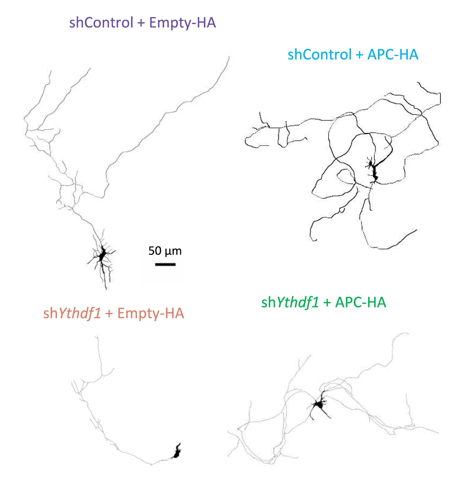 Open access visualization of Microscopy, Neurons, Axon Length, Branching, APC
