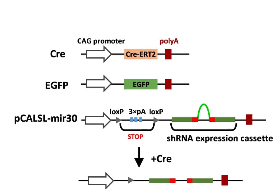 Open access visualization of Workflow, Illustration, Plasmids, Cre-inducible expression, shRNA