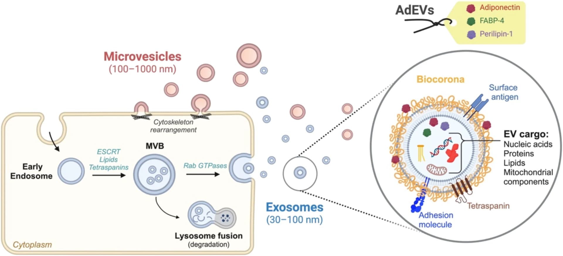 Open access visualization of Workflow, Illustration, Extracellular Vesicles, Microvesicles, Exosomes