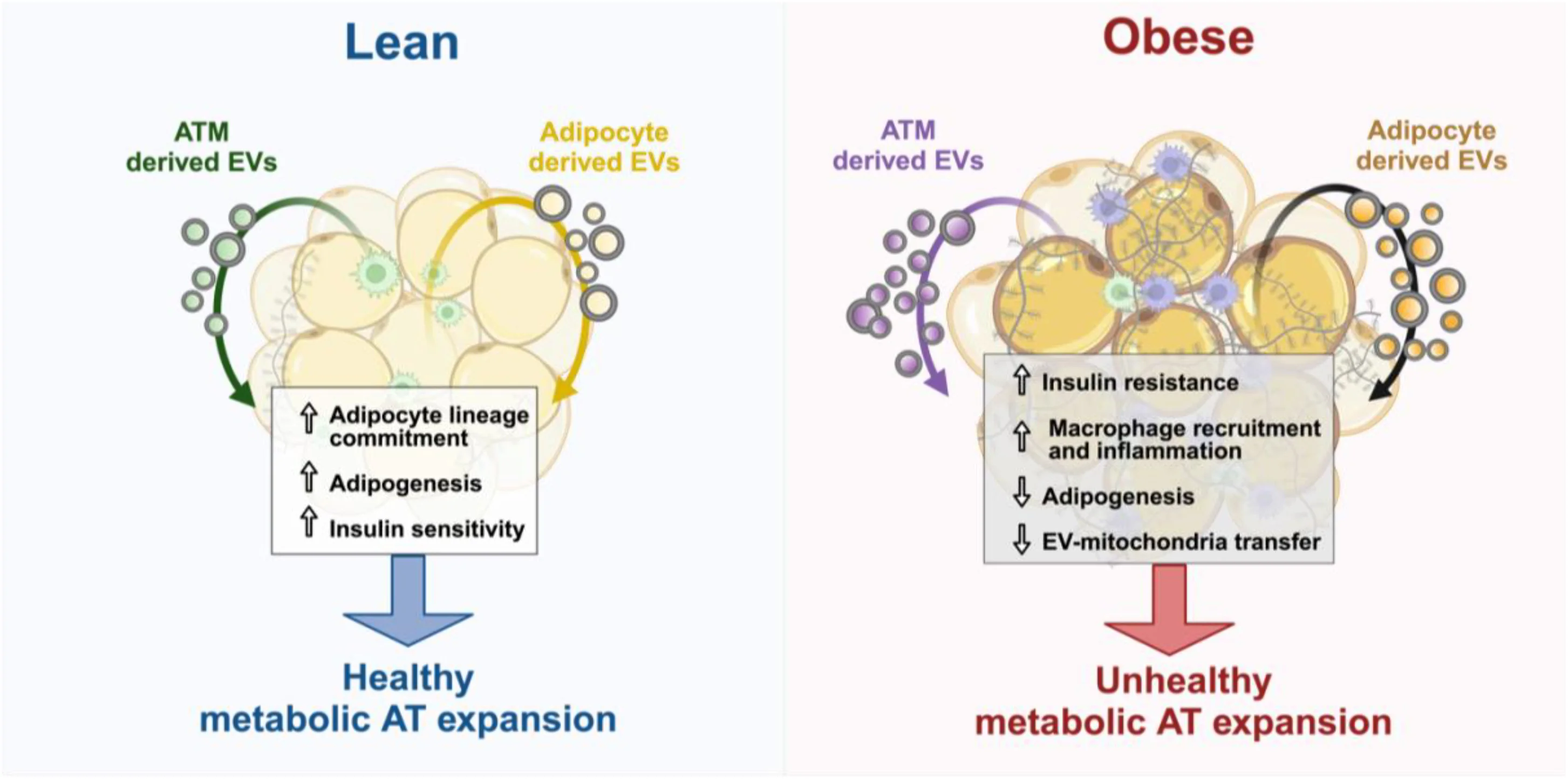 Open access visualization of Illustration, Workflow, Adipose Tissue, Extracellular Vesicles, Adipocytes