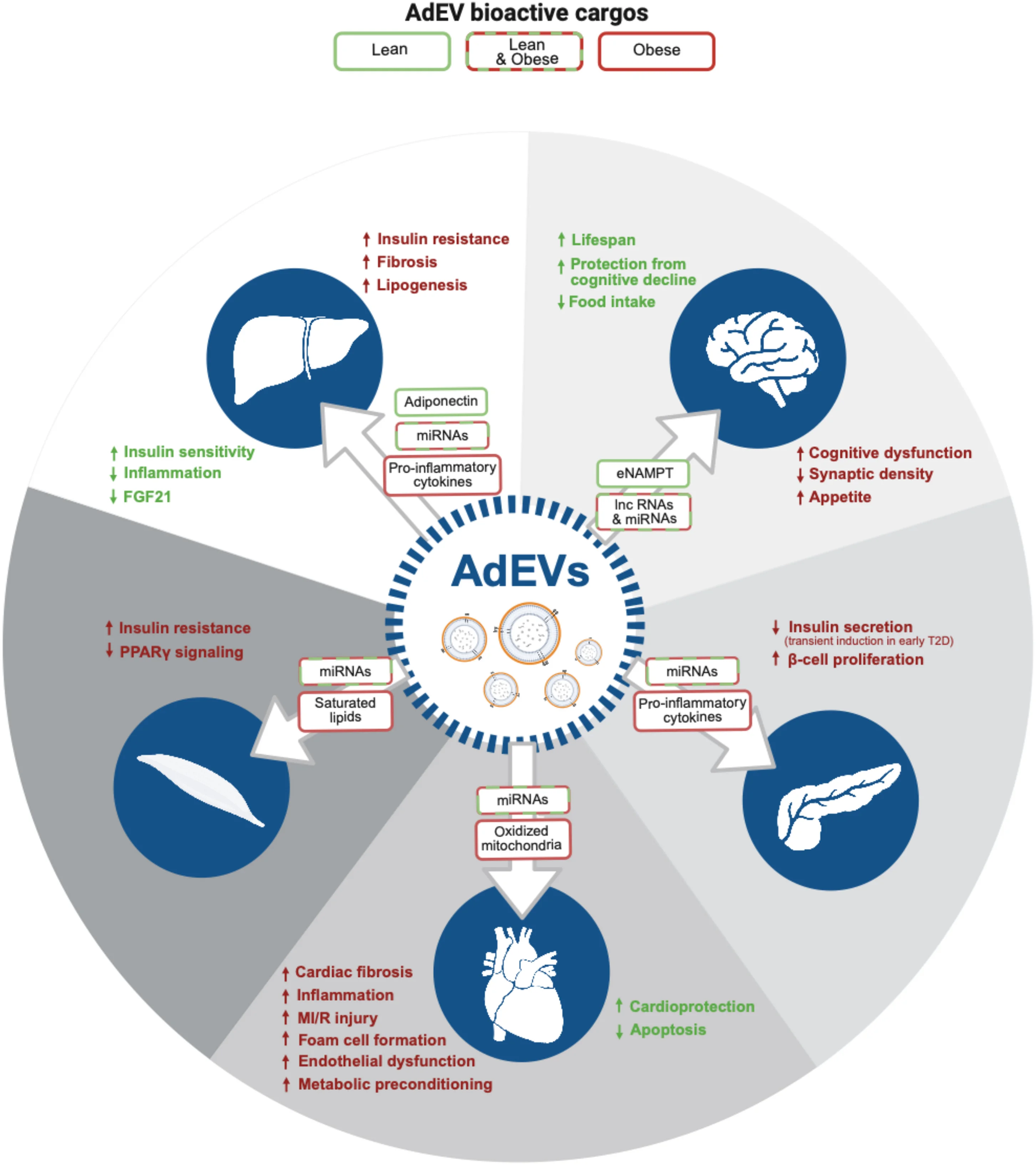 Open access visualization of Workflow, Illustration, Adipocytes, Extracellular Vesicles, Adipose Tissue