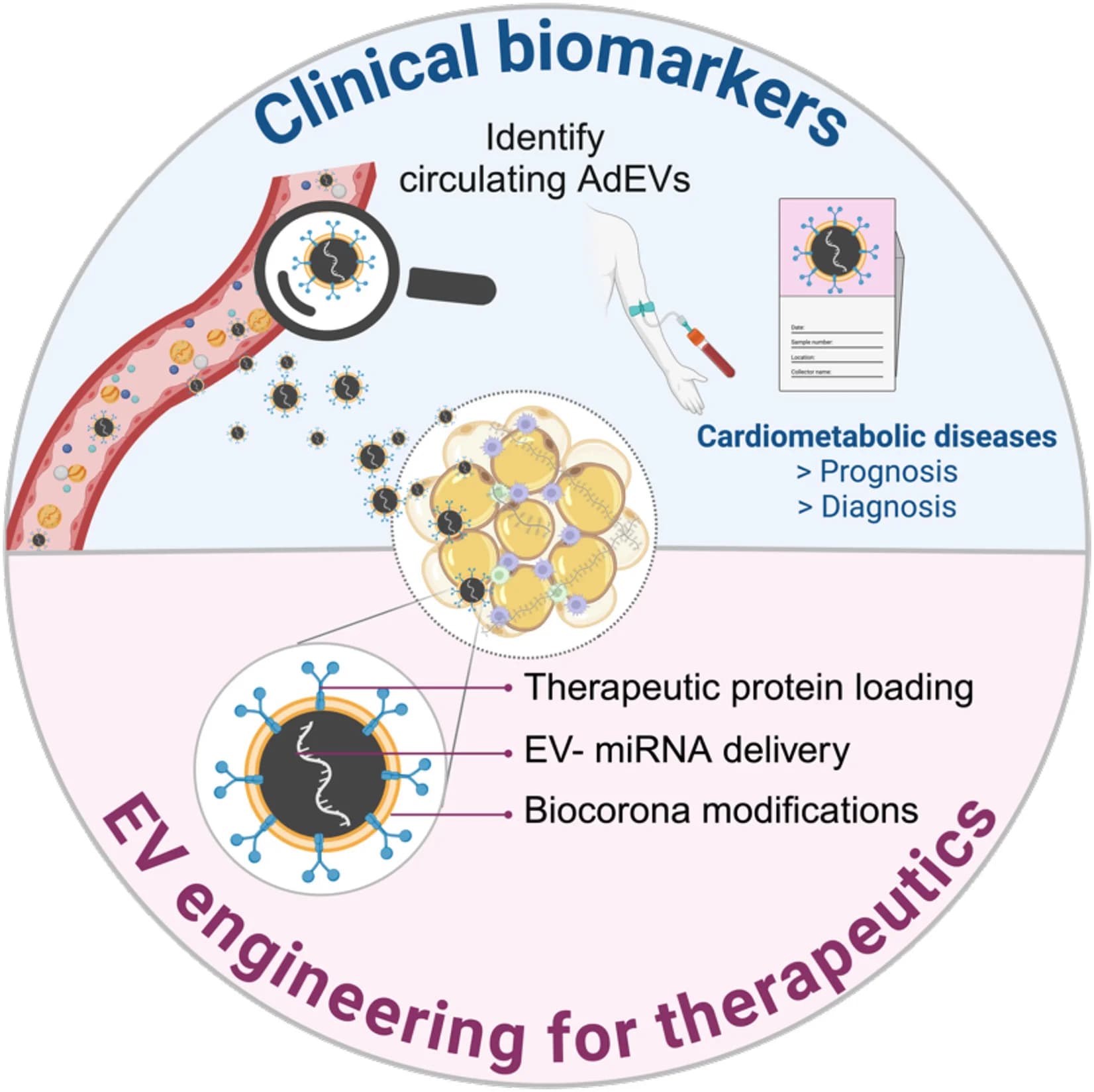 Open access visualization of Illustration, EVs, Biomarkers, Therapeutic Tools, Obesity