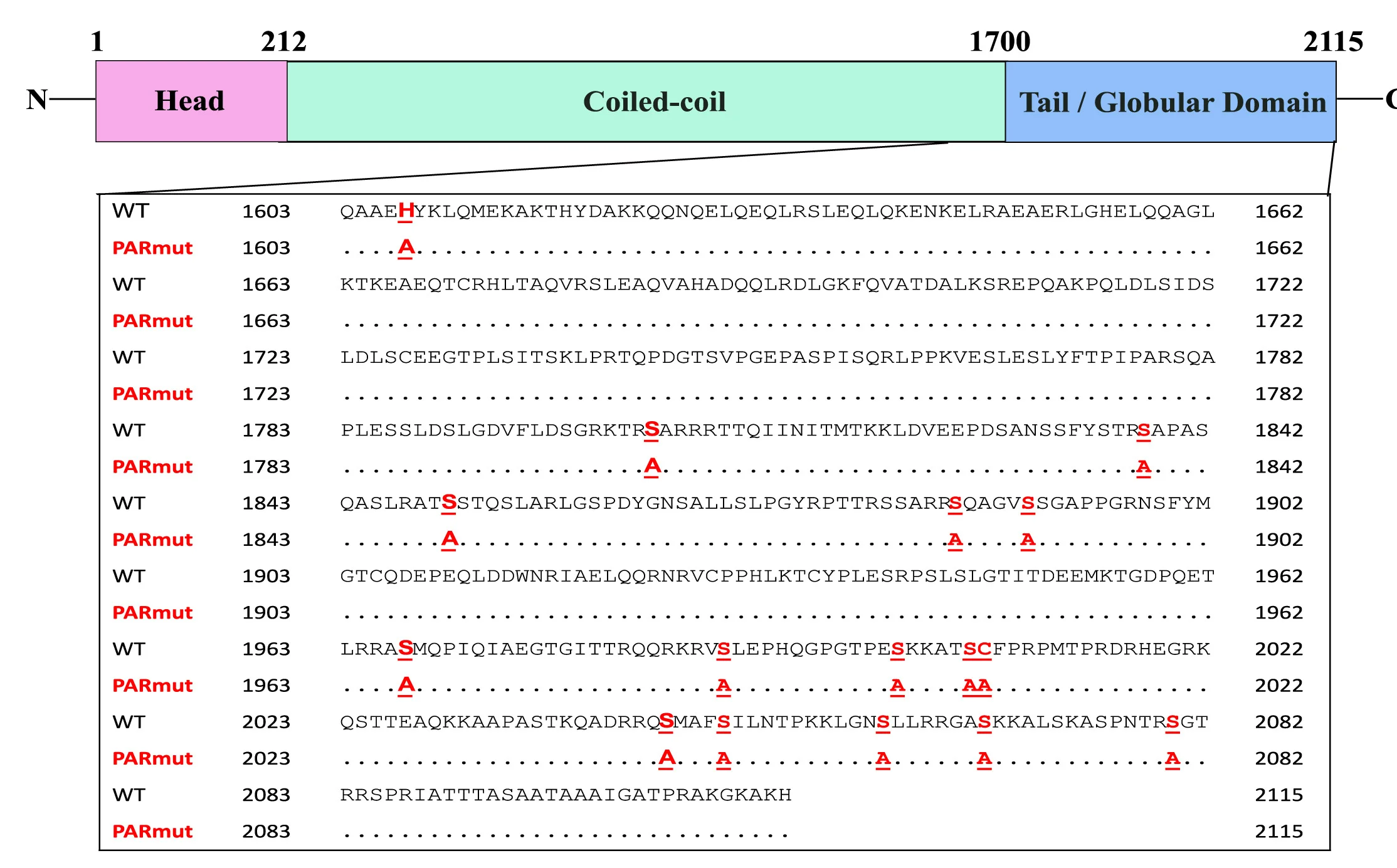 Open access visualization of Illustration, NuMA, ADP-ribosylation, Mutation, Schematic Illustration