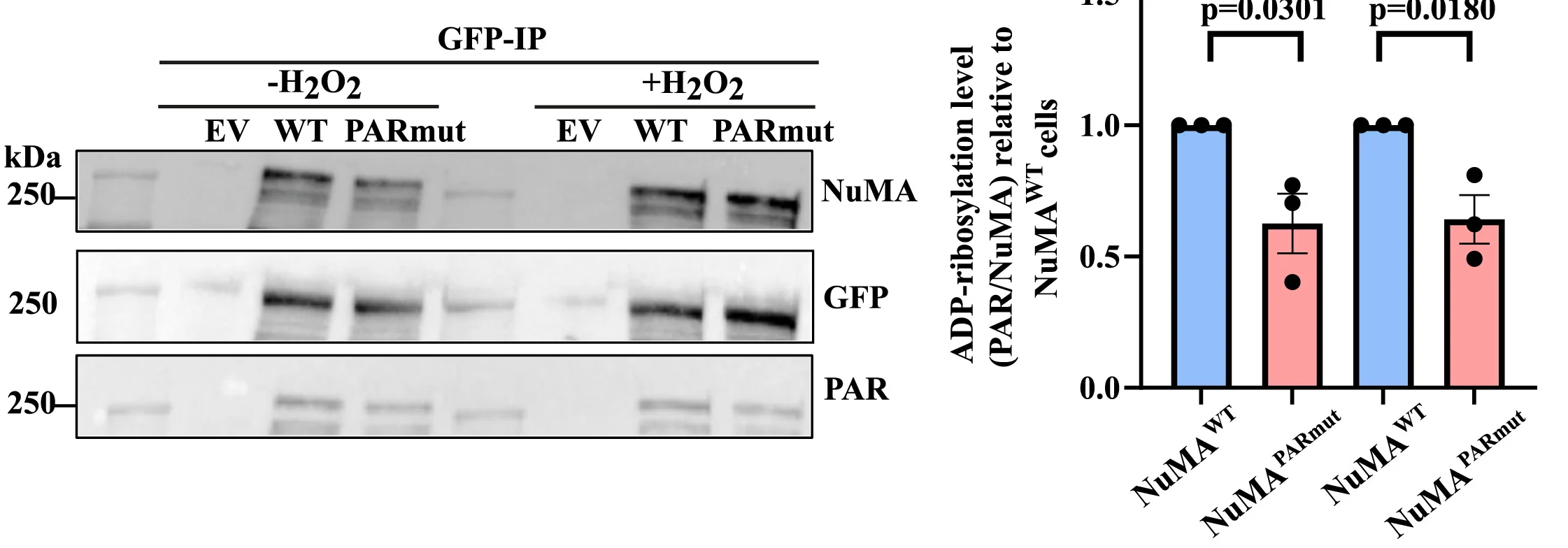 Open access visualization of Bar Plot, Error Bars, Gel, Immunoblotting, Immunoprecipitation