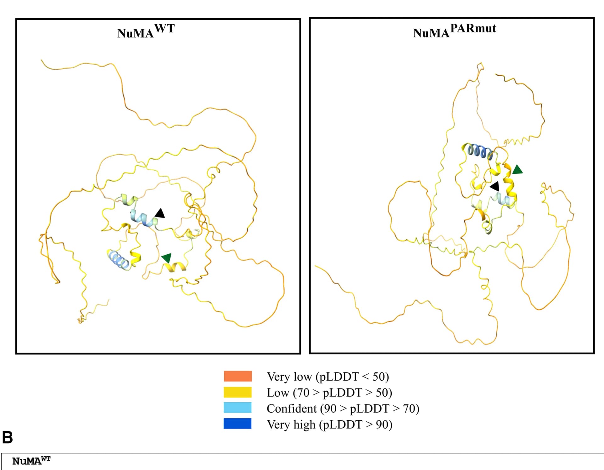 Open access visualization of Protein Structure, NuMAWT, NuMAPARmut, AlphaFold2, pLDDT