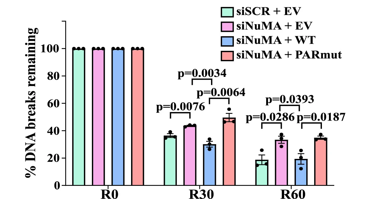 Open access visualization of Bar Plot, Error Bars, DNA Breaks, Recovery Time Points, Biological Replicates