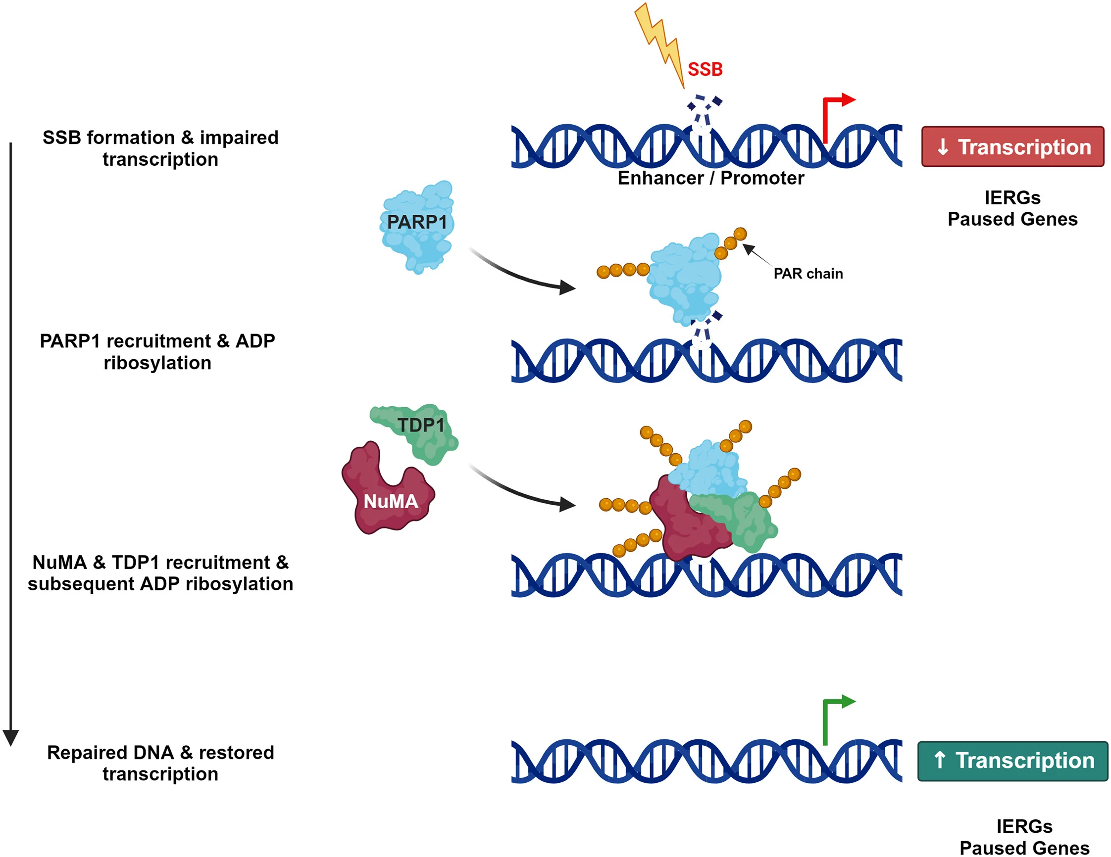 Open access visualization of Workflow, Illustration, Single-Strand Break, Transcription, PARP1