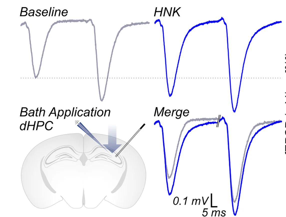 Open access visualization of Line Plot, Paired-Pulse Traces, (2R,6R)-HNK, Coronal Slices, Dorsal Hippocampus