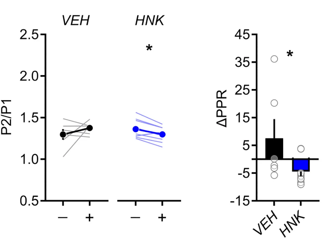 Open access visualization of Bar Plot, Error Bars, Line Plot, Scatter Plot, Average Paired-Pulse Response