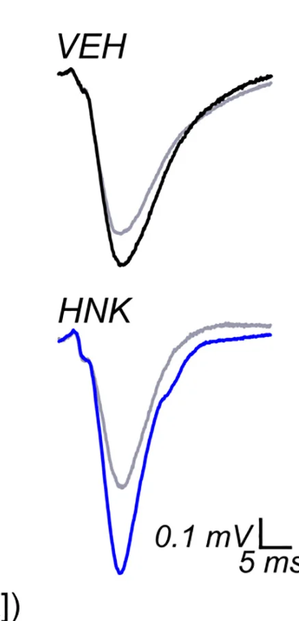 Open access visualization of Line Plot, Representative Traces, LTP Induction, VEH, (2R,6R)-HNK