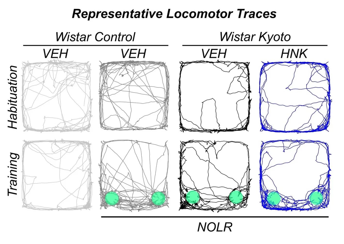 Open access visualization of Line Plot, Locomotor Traces, Strain, Habituation, Training