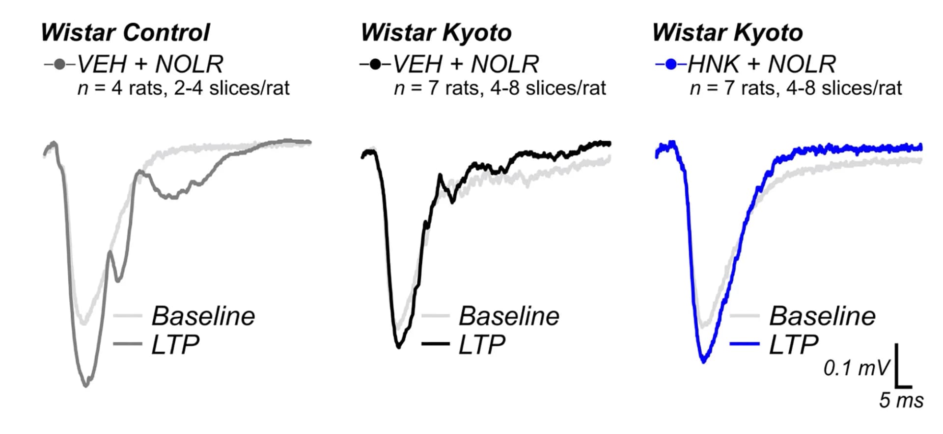 Open access visualization of Line Plot, LTP, Baseline, Traces, Strains