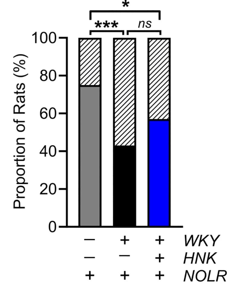 Open access visualization of Stacked Bar Plot, Rats, Potentiation, Baseline
