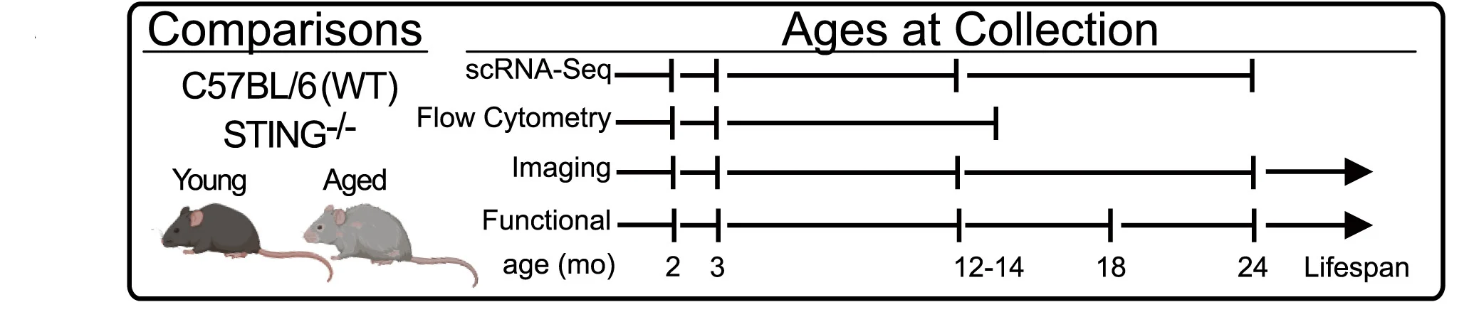 Open access visualization of Line Plot, Mice, Wild Type Mice, STING Knockout Mice, Aging