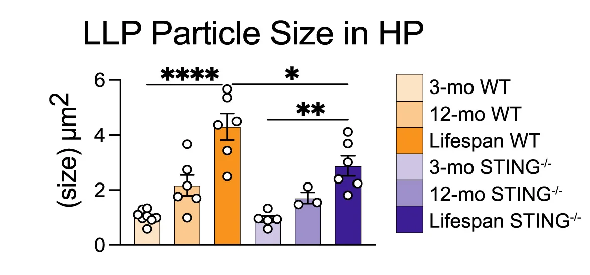 Open access visualization of Bar Plot, Error Bars, Quantification, Lipofuscin Like Particles, Particle Size