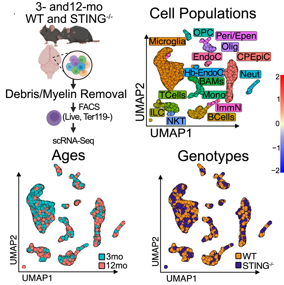 Open access visualization of UMAP, Scatter Plot, FACS Sorting, Live Nucleated Cells, scRNA-seq