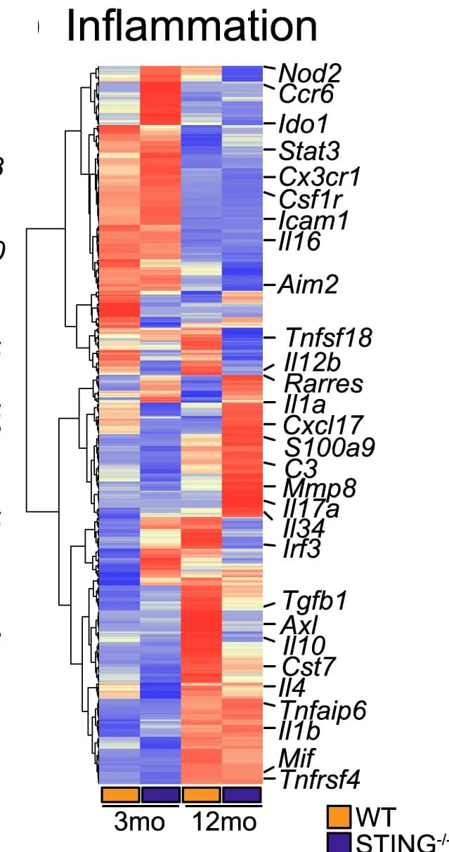 Open access visualization of Heatmap, Clustered, Inflammatory Genes, Gene Ontology