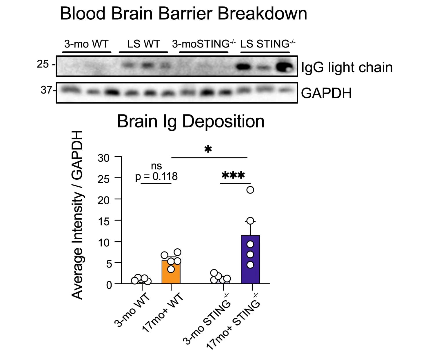 Open access visualization of Bar Plot, Scatter Plot, IgG Light Chain, GAPDH, Western Blot