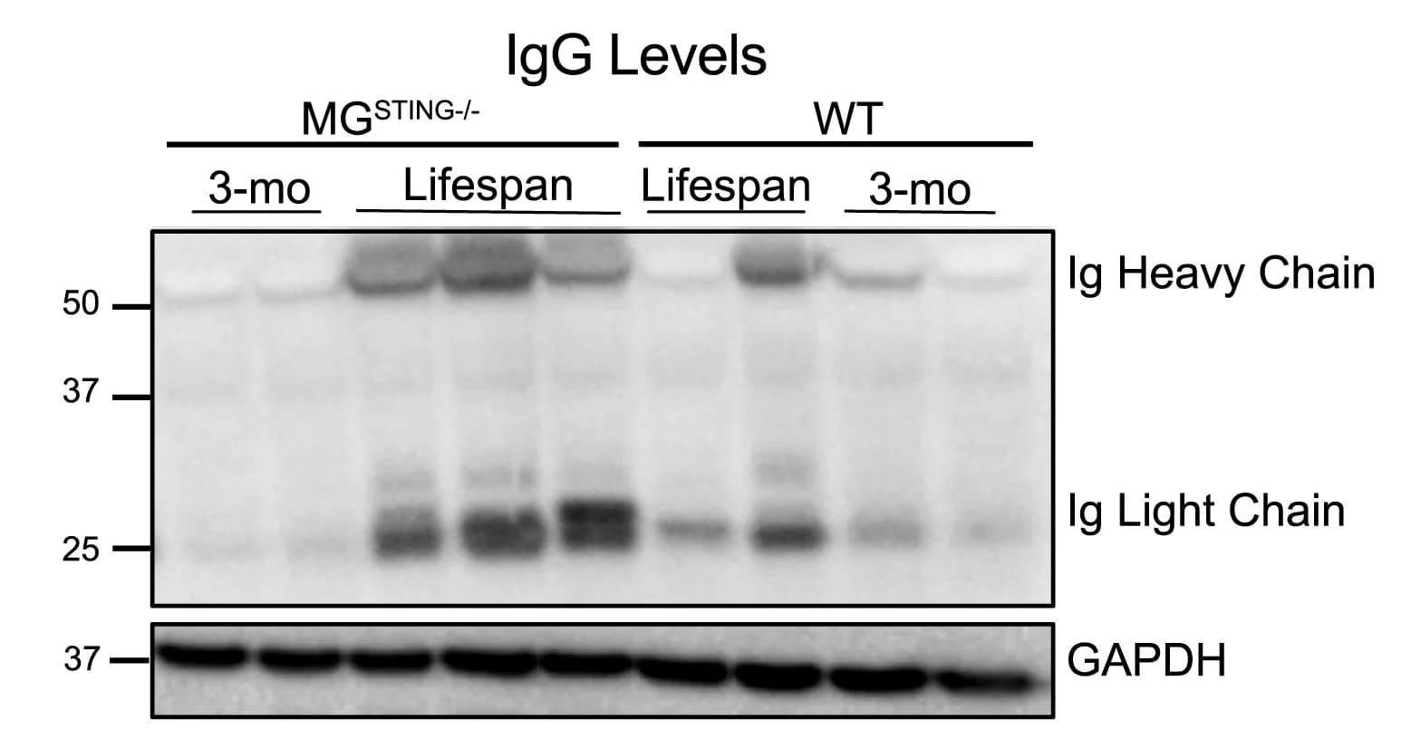Open access visualization of Gel, IgG BBB Integrity, Western Blot, IgG Light Chain, GAPDH