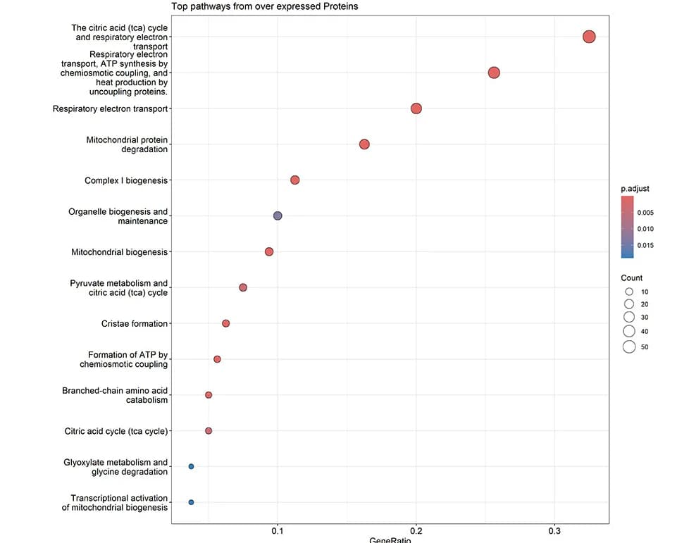 Open access visualization of Bubble Plot, Overrepresentation Analysis, VO2max, Reactome Pathway