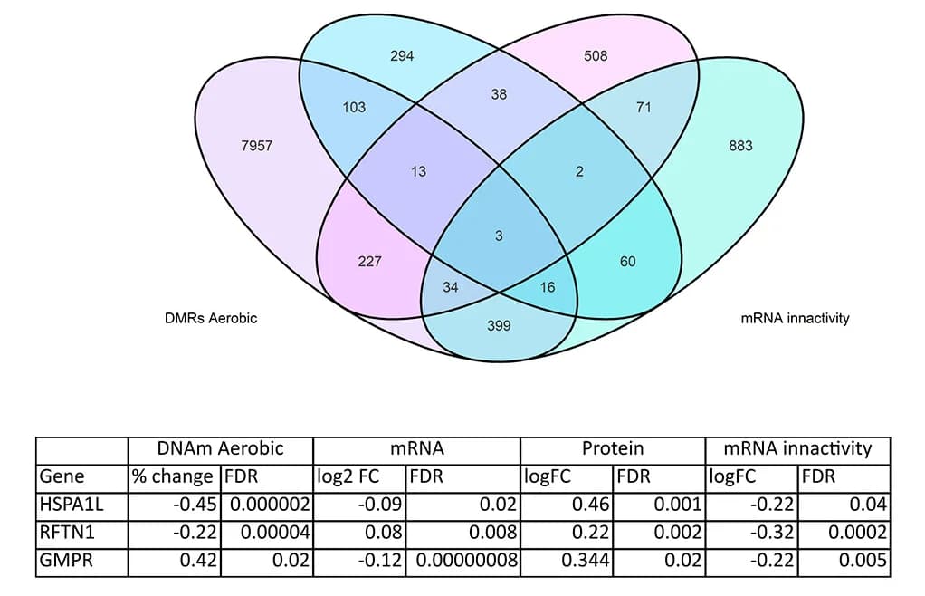 Open access visualization of Venn Diagram, Table Image, Intersected Gene Targets, Aerobic Exercise, Tables