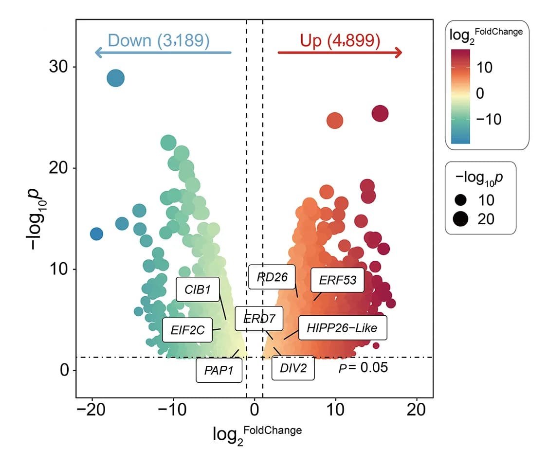 Open access visualization of Volcano Plot, Bubble Plot, RNA-Seq, Drought Stress, Poplars