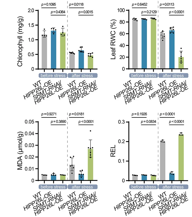 Open access visualization of Bar Plot, Error Bars, MDA Content, Chlorophyll Content, Leaf RWC