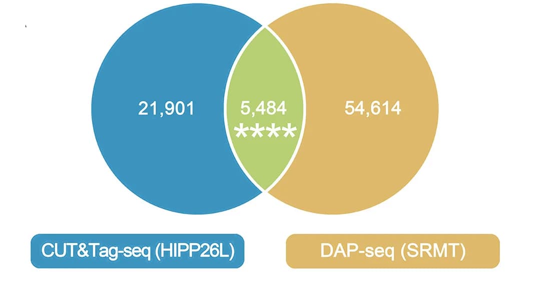 Open access visualization of Venn Diagram, Chromatin Peaks, SRMT DAP-seq, HIPP26L CUT&Tag-seq