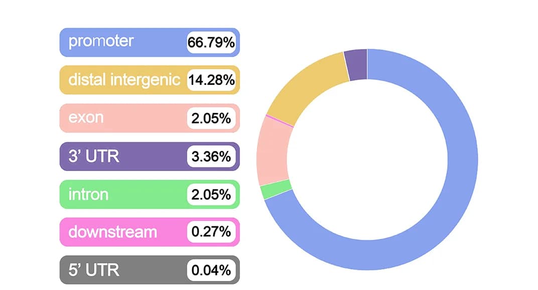 Open access visualization of Donut Chart, Chromatin Sequencing, Promoters, Introns, Exons