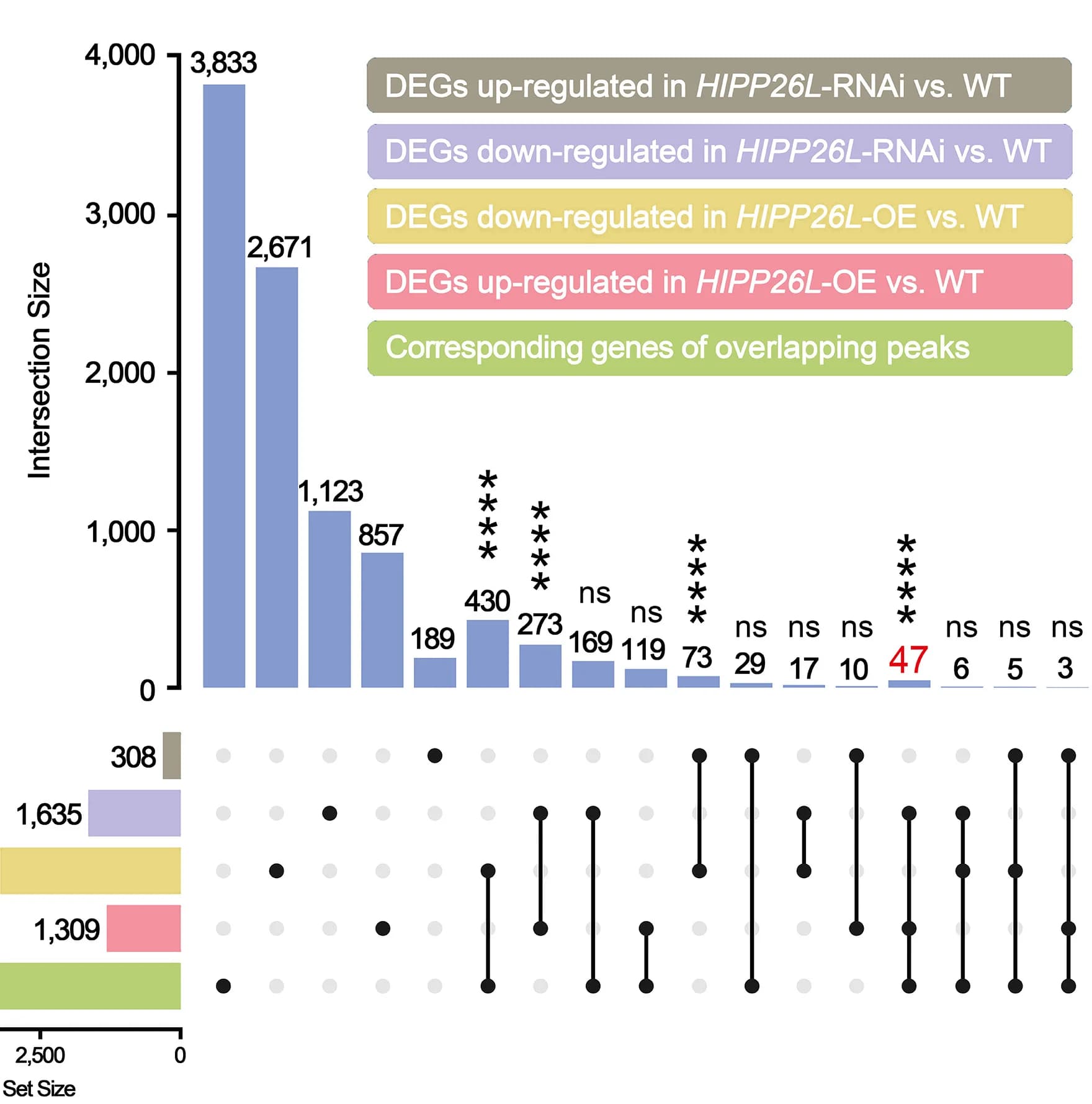 Open access visualization of Bar Plot, UpSet, UpSet Plots, Differentially Expressed Genes, HIPP26L Transgenic Lines