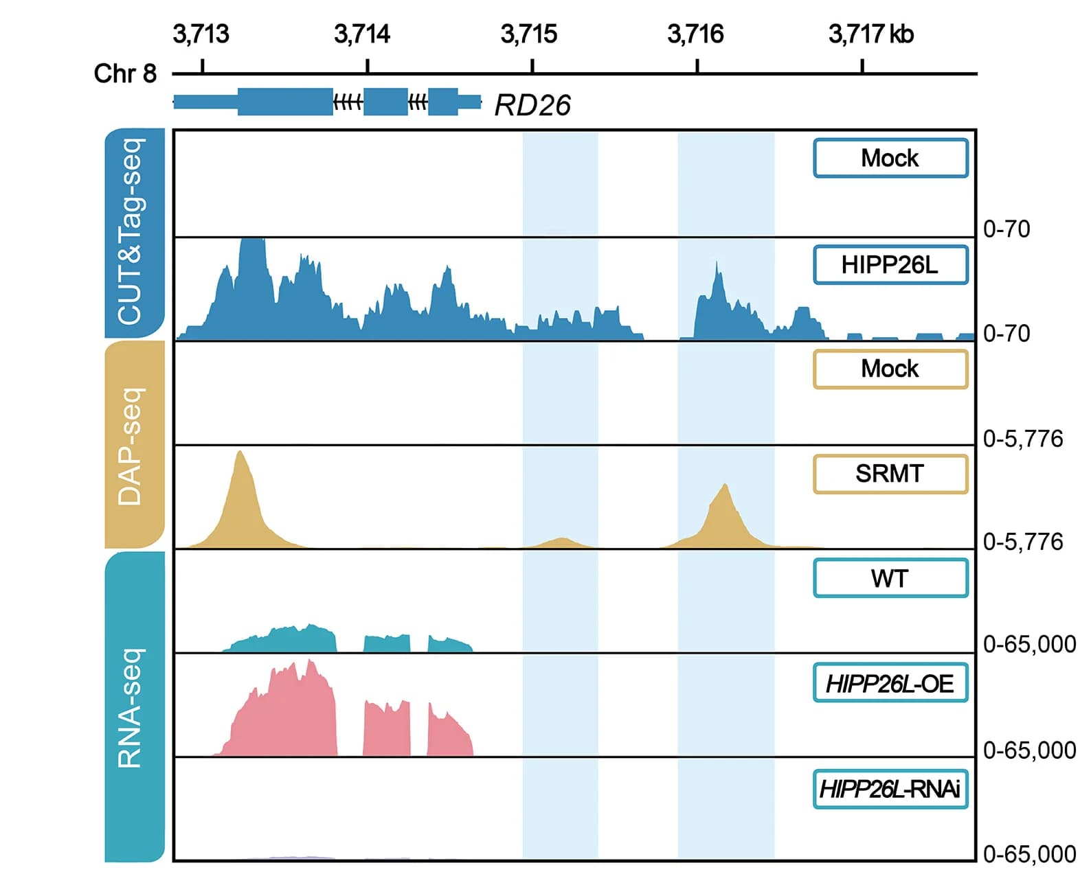 Open access visualization of Line Plot, Genome Browser, DAP-seq, CUT&Tag-seq, RNA-seq