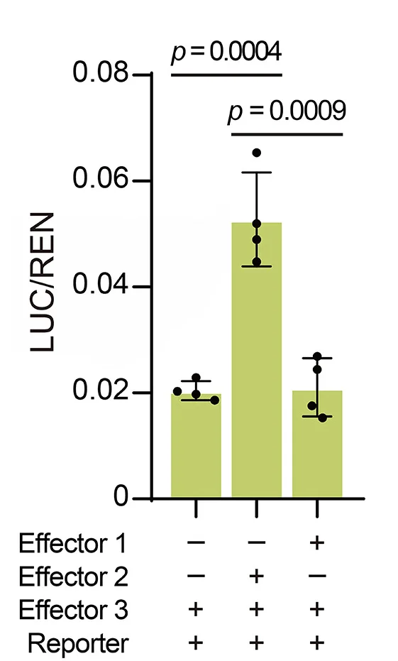 Open access visualization of Bar Plot, Error Bars, Dual-Luciferase Assay, SRMT, RD26 Promoter