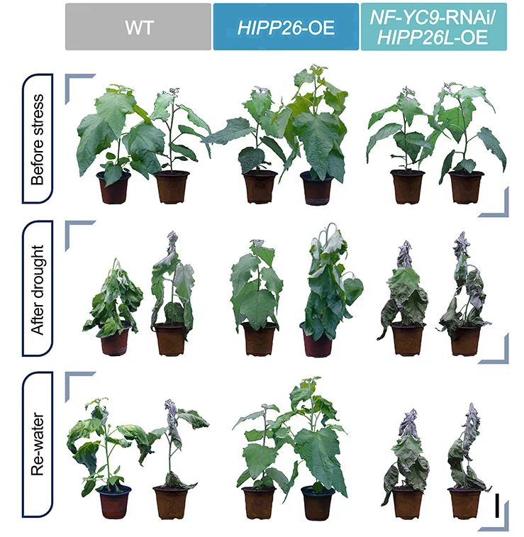 Open access visualization of Photo, Phenotypic Observations, Poplar Cuttings, Wild Type, HIPP26L-OE