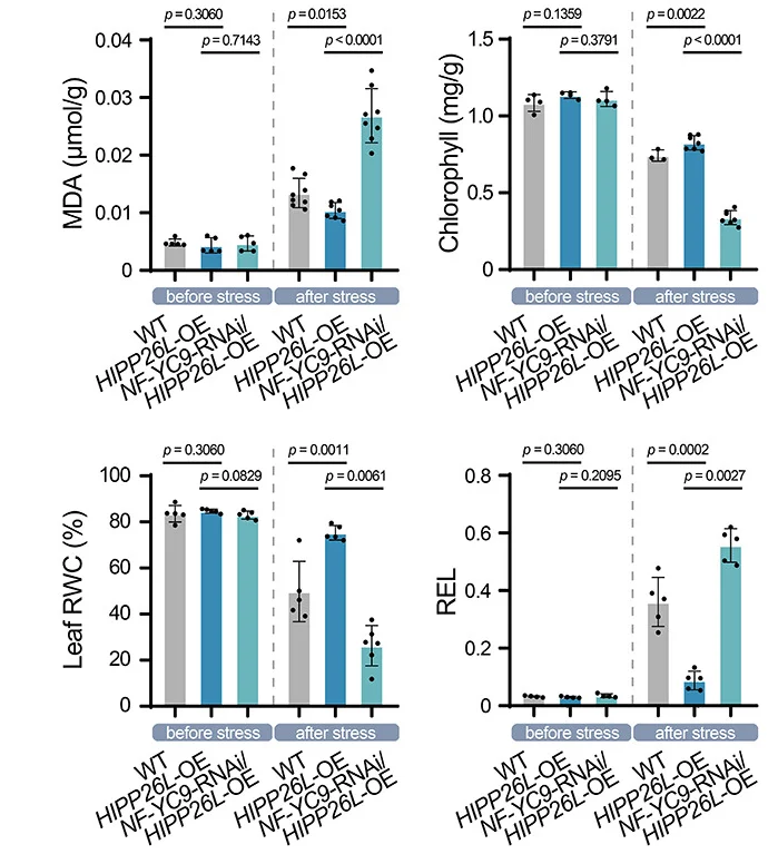 Open access visualization of Bar Plot, Error Bars, MDA Content, Chlorophyll Content, Leaf RWC
