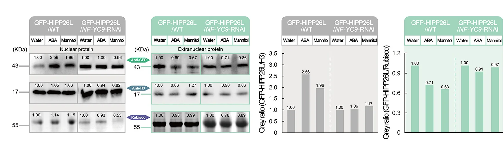 Open access visualization of Bar Plot, Gel, Immunoblotting, Nuclear Localization, Extranuclear Localization