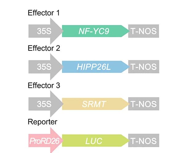 Open access visualization of Workflow, Illustration, Effector Constructs, Reporter Constructs, Firefly Luciferase Reporter