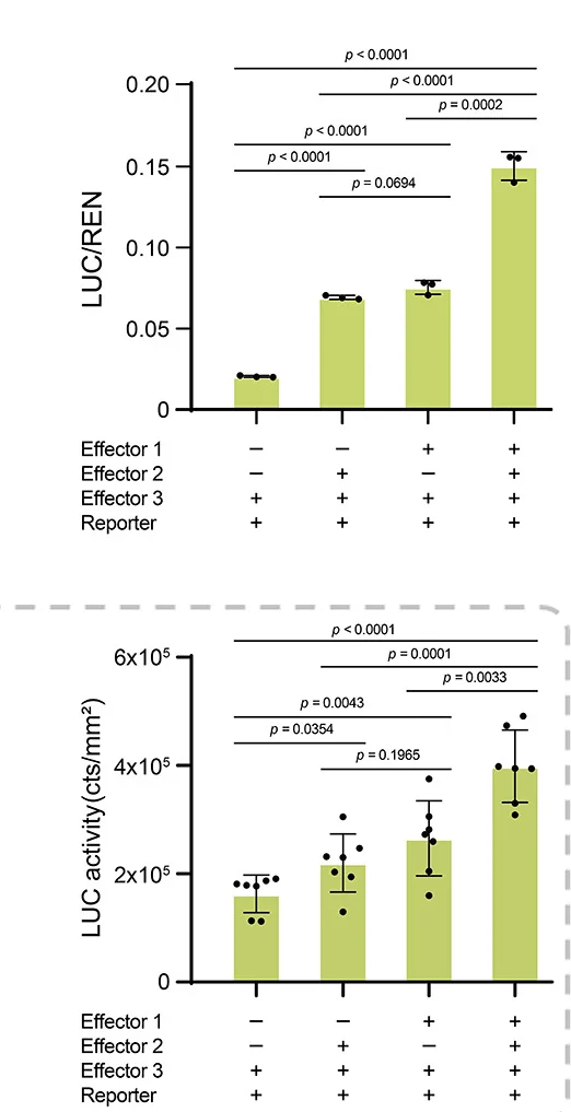 Open access visualization of Bar Plot, Error Bars, Dual-Luciferase Assay, HIPP26L, NF-YC9