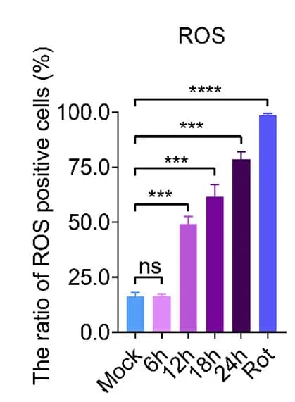 Open access visualization of Bar Plot, Error Bars, ROS-Positive Cells, Fluorescent Cells, Quantification