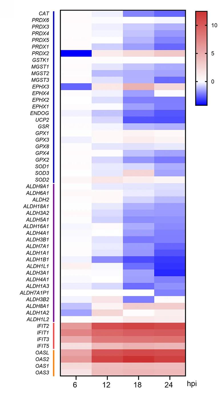 Open access visualization of Heatmap, Transcriptome Sequencing Data, Antioxidant Genes, ALDH Genes, IFIT Genes