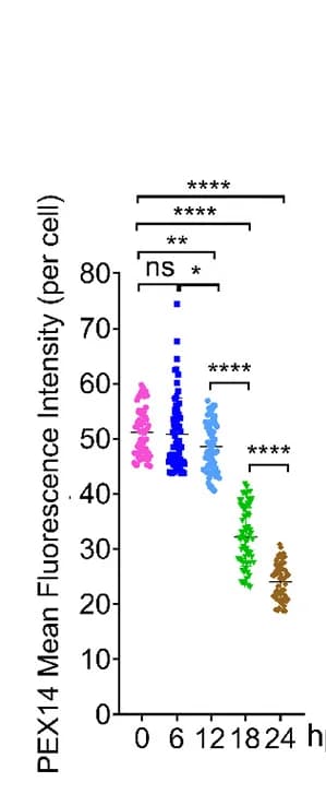 Open access visualization of Scatter Plot, Fluorescence Intensity, ImageJ, Quantification