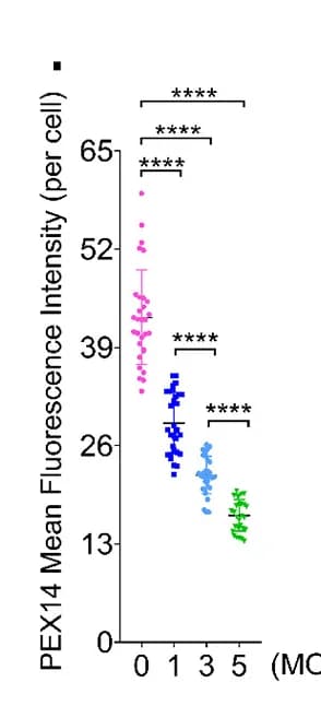 Open access visualization of Scatter Plot, Error Bars, Fluorescence Intensity, ImageJ, Quantification