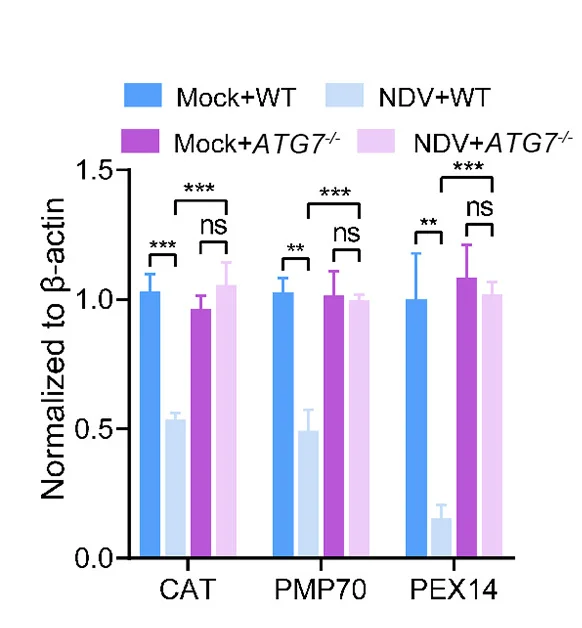 Open access visualization of Bar Plot, Error Bars, Clustered, Protein Quantification, PMP70