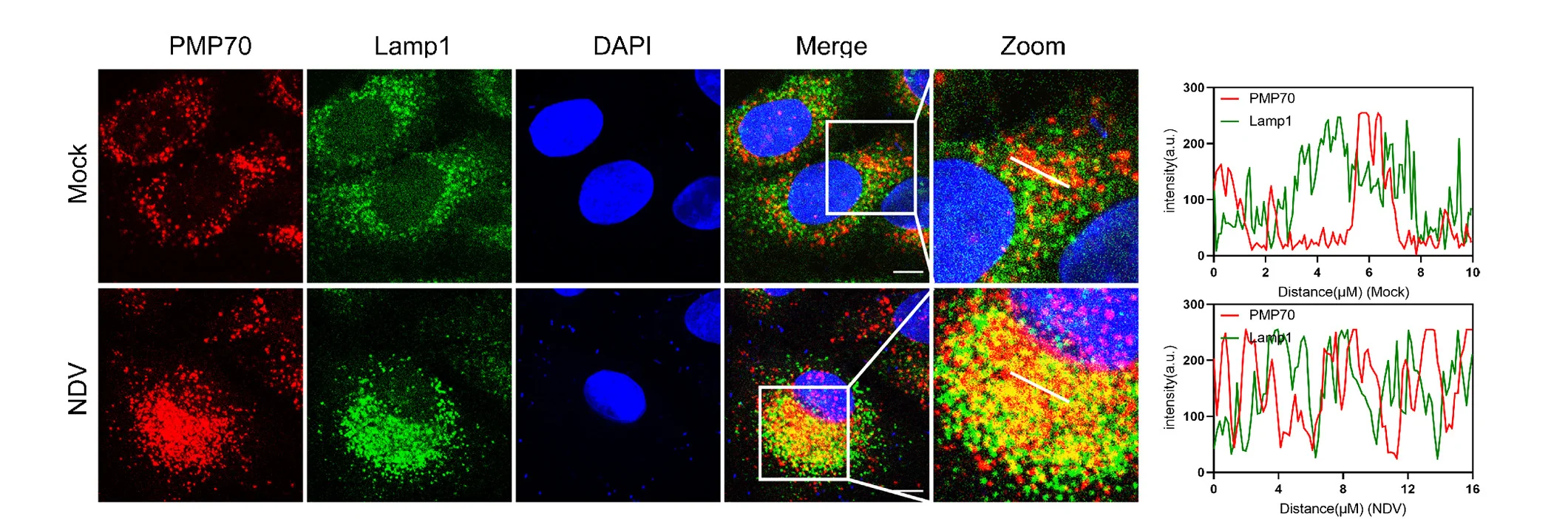 Open access visualization of Microscopy, Line Plot, Immunofluorescence Assay, NDV Infection, A549 Cells
