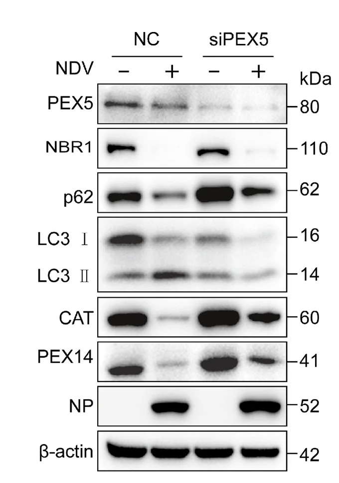 Open access visualization of Gel, A549 Cells, siNC, PEX5 siRNA, NDV