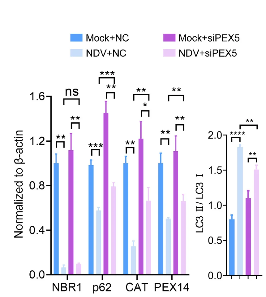 Open access visualization of Bar Plot, Error Bars, Clustered, NBR1, p62