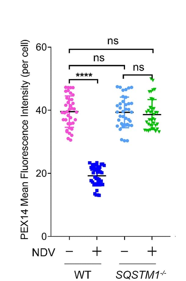 Open access visualization of Scatter Plot, Mean Fluorescence Intensity, ImageJ, Quantification